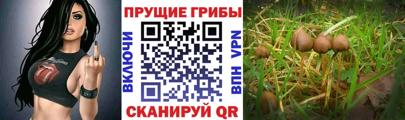 как найти   shop как зайти  Галлюциногенные грибы прущие грибы  Радужный  blacksprut сайт 